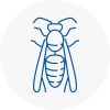 Chipping Campden Wasp Nest Removal